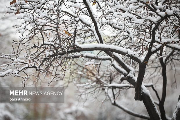 مشهد در یک روز برفی