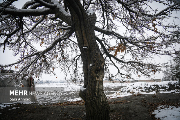 مشهد در یک روز برفی