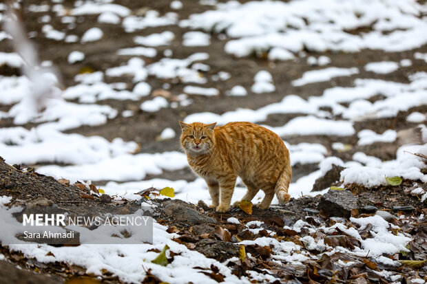 مشهد در یک روز برفی