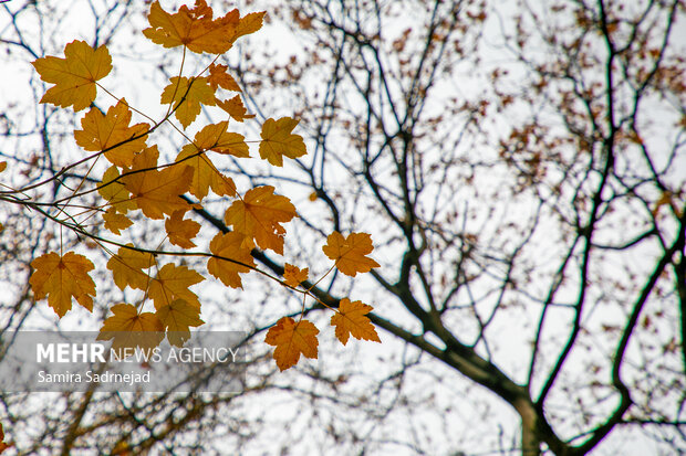 آخرین روزهای پاییز تهران