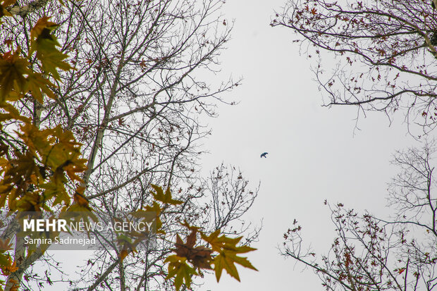 آخرین روزهای پاییز تهران