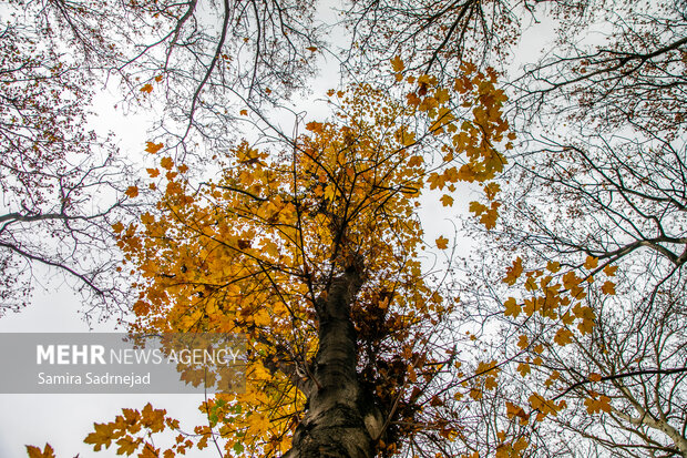 آخرین روزهای پاییز تهران