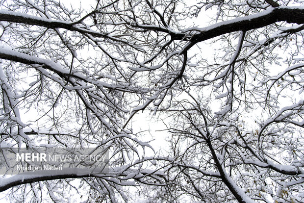 نخستین برف زمستانی در نصف جهان