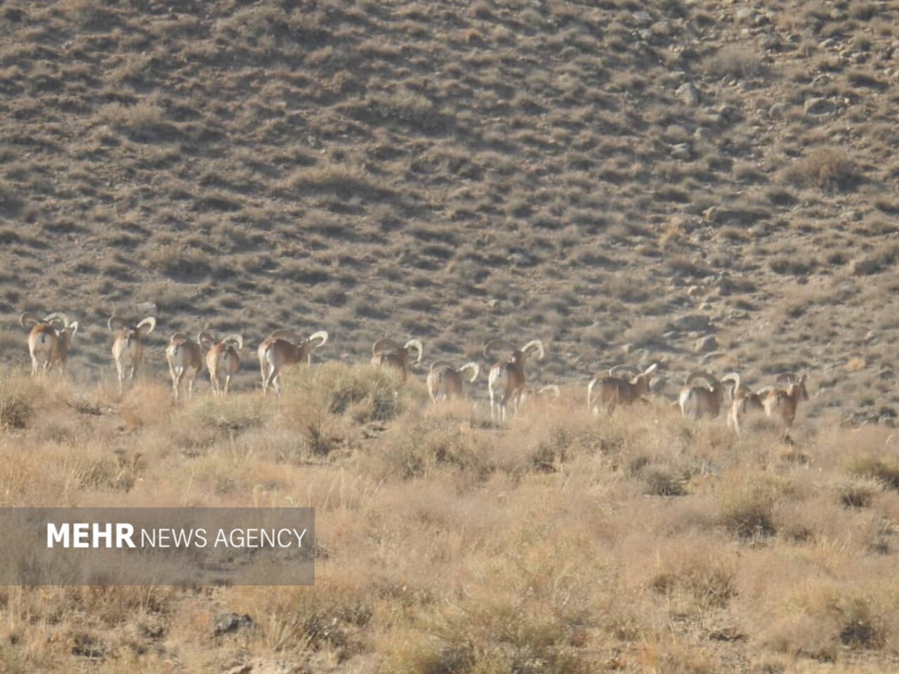 حسن رباط؛ دروازه ورود گردشگران به پارک ملی و پناهگاه حیات وحش موته