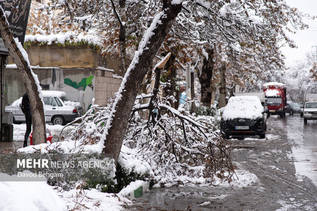 سفیدپوش شدن مشهد در آستانه یلدا