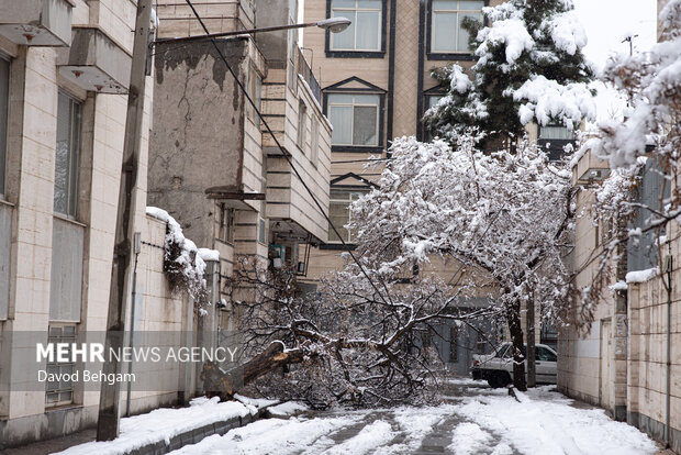 سفیدپوش شدن مشهد در آستانه یلدا