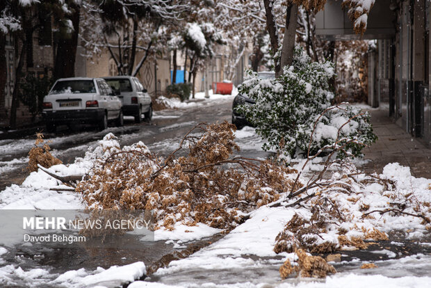 سفیدپوش شدن مشهد در آستانه یلدا