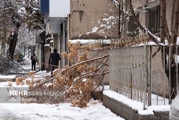 سفیدپوش شدن مشهد در آستانه یلدا