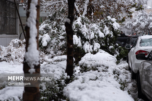 سفیدپوش شدن مشهد در آستانه یلدا