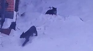 مشاهده دو قلاده گربه وحشی لینکس در منطقه آزاد مهدیشهر – چاشم