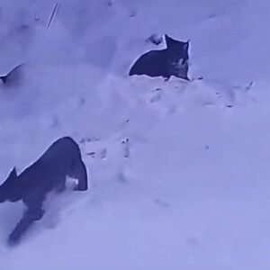 مشاهده دو قلاده گربه وحشی لینکس در منطقه آزاد مهدیشهر – چاشم