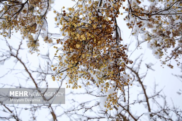 بارش برف در آخرین روز پاییز در بجنورد