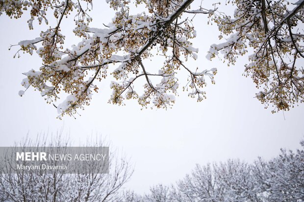 بارش برف در آخرین روز پاییز در بجنورد