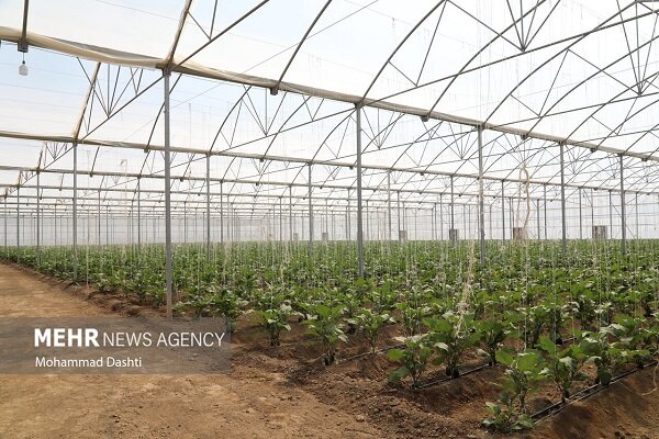 ۴۰ هکتار گلخانه فعال در مرند؛ تولید ۱۲ هزار تن محصول با مصرف حداقلی آب