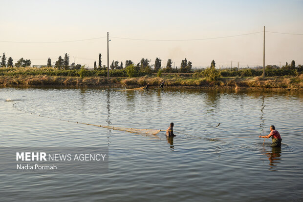 آب بندان‌های پرورش ماهی آزادشهر