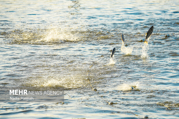 آب بندان‌های پرورش ماهی آزادشهر
