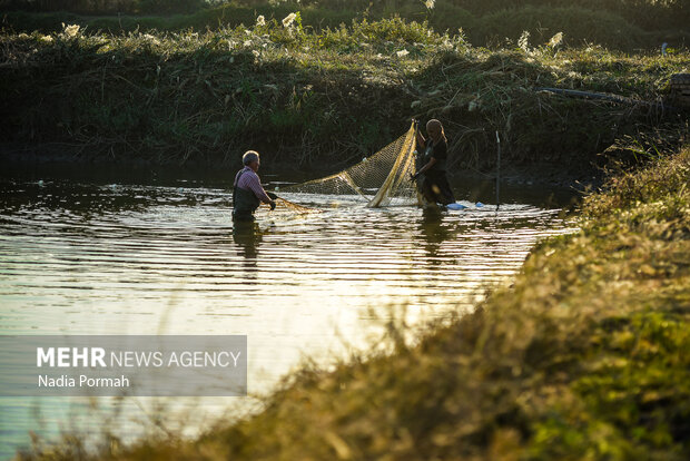 آب بندان‌های پرورش ماهی آزادشهر