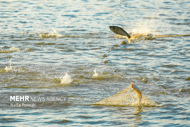 آب بندان‌های پرورش ماهی آزادشهر