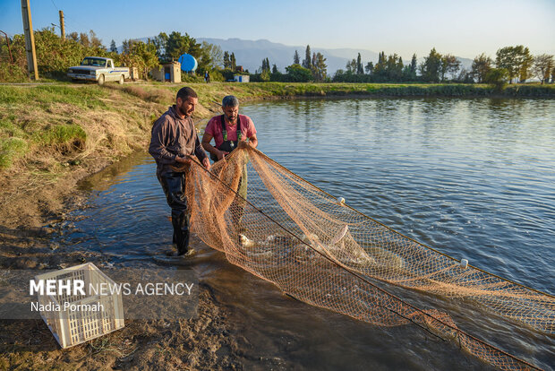 آب بندان‌های پرورش ماهی آزادشهر