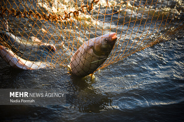 آب بندان‌های پرورش ماهی آزادشهر