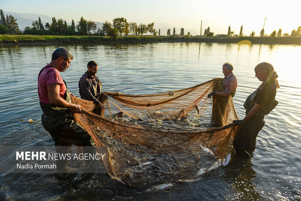 آب بندان‌های پرورش ماهی آزادشهر