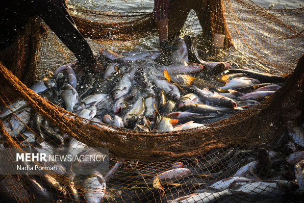 آب بندان‌های پرورش ماهی آزادشهر