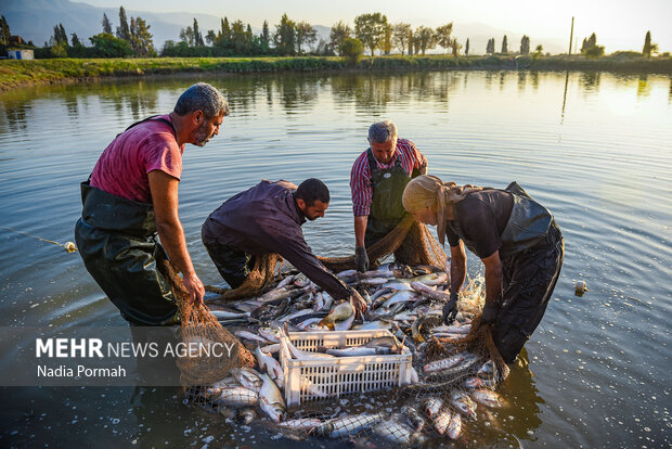 آب بندان‌های پرورش ماهی آزادشهر