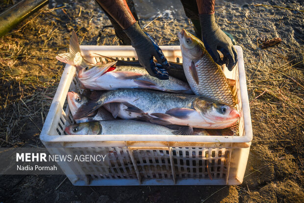 آب بندان‌های پرورش ماهی آزادشهر