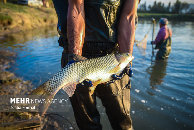 آب بندان‌های پرورش ماهی آزادشهر