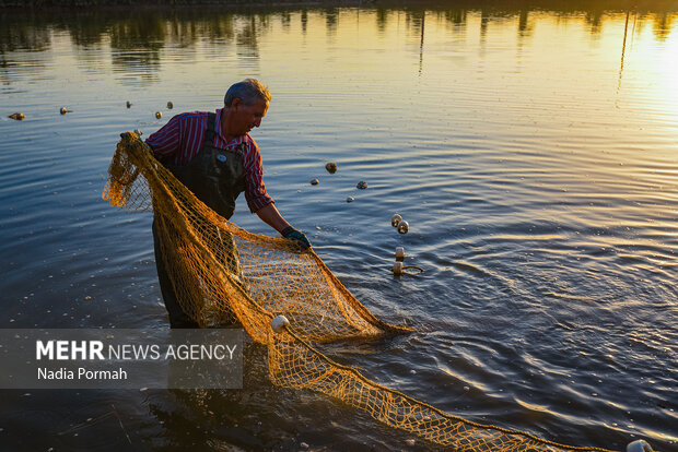 آب بندان‌های پرورش ماهی آزادشهر
