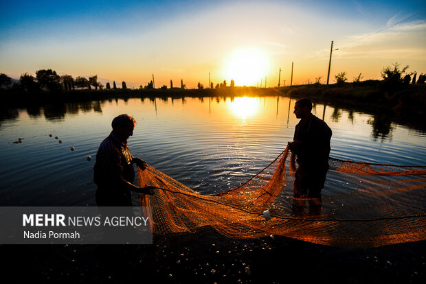 آب بندان‌های پرورش ماهی آزادشهر