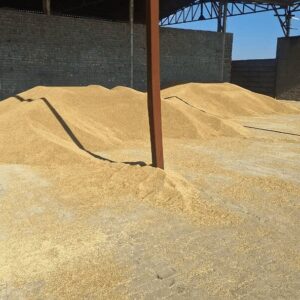 ۳۰ تُن جو قاچاق در قم کشف شد