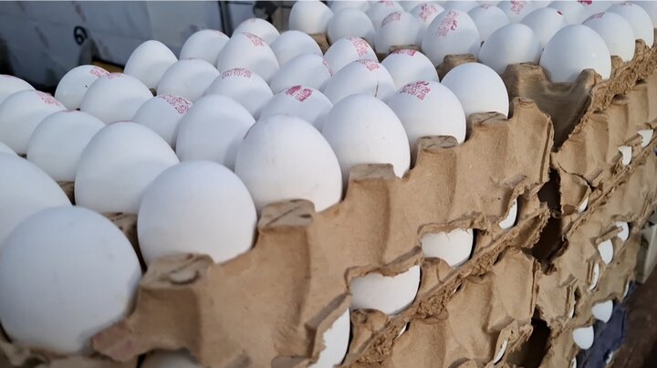 توقیف کامیون حامل ۲ تن تخم‌مرغ فاقد مجوز در الیگودرز
