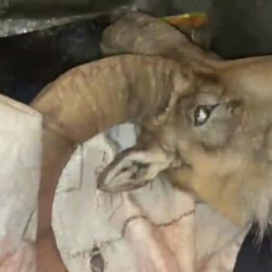 دستگیری شکارچیان غیرمجاز در منطقه شاهوار شاهرود