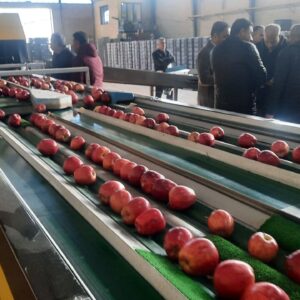 واحد سردخانه، سورتینگ و بسته بندی اشنویه افتتاح شد