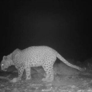 ثبت حضور پلنگ نر ایرانی در پناهگاه حیات‌وحش «کم‌کی» بهاباد