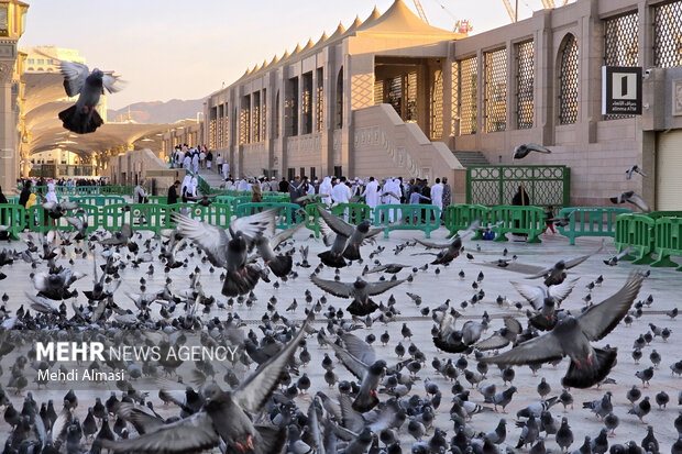کاروان عمره دانشگاهیان