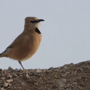 «زاغ‌بور» پرنده بومی ایران در قاب توران شاهرود