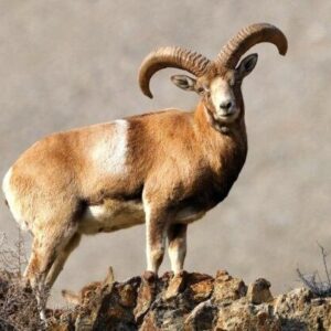 سرشماری پستانداران منطقه حفاظت‌شده شاهزاده ابراهیم- تنگ باهوش انجام شد