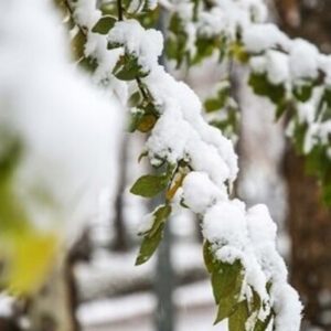 بارش برف در روستای اسکلو کلیبر