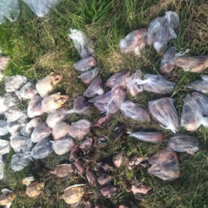 لاشه ۹۴ پرنده مهاجر از منزل مسکونی در فریدونکنار کشف شد