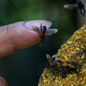 زنبورهای بی‌نیش نخستین حشرات صاحب حق و حقوق در جهان شدند!