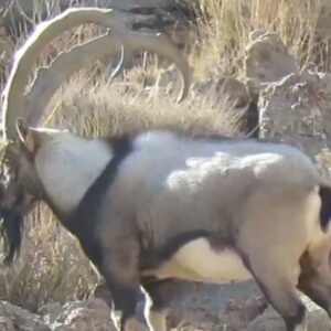 مشاهده ۴ کل وحشی در منطقه شکار ممنوع مرور میبد