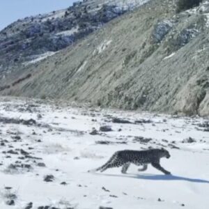 رهاسازی پلنگ شهمیرزاد پس از معاینات کامل