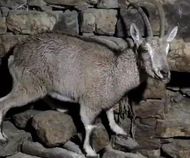 پناه آوردن بزکوهی به منزل مسکونی در روستای کمالای هورامان