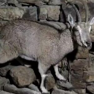 پناه آوردن بزکوهی به منزل مسکونی در روستای کمالای هورامان