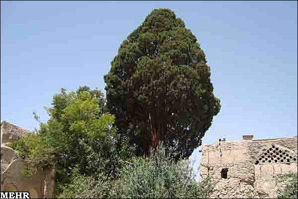 درختان دیرزیست ایران در رویای جهانی شدن؛ سرو ابرکوه الگوی نجات درختان