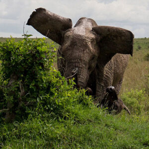 حمله فیل وحشی موجب مرگ ۶ نفر در جارکند هند شد
