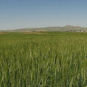 ۴۰۰هزار هکتار دیم زارهای آذربایجان‌غربی درطرح پایداری تولید کشت می شود