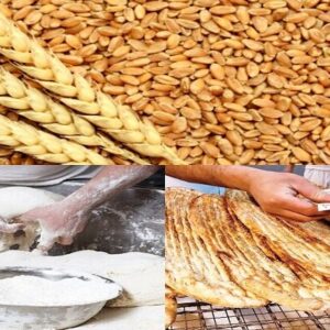 ۸۰ درصد گندم تولیدی کشور سطح ۱ و ۲ است